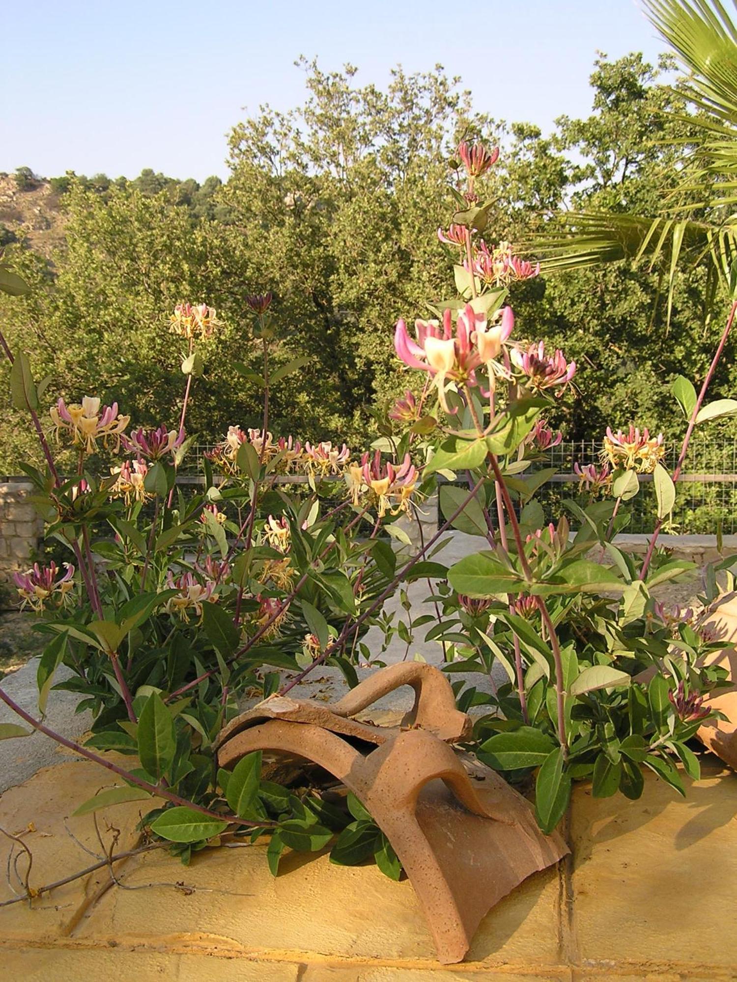 Villa Stratos Kaloniktis